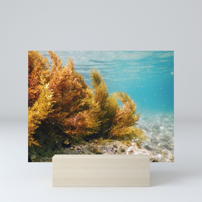 Forest of Seaweed, Seaweed Underwater, Seaweed Shallow Water near surface Mini Art Print