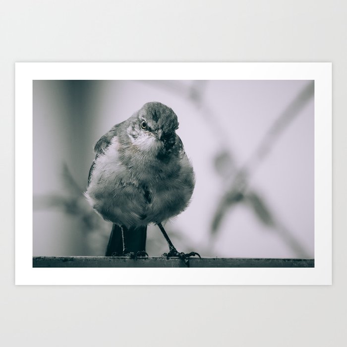 Grumpy Bird Black and White Photograph Art Print