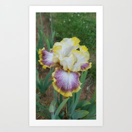 Tall Bearded Iris Starship Enterprise Art Print