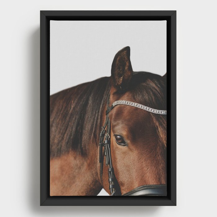 Bay Dressage Pony Portriat on a White Background Framed Canvas