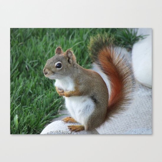 Red Squirrel Canvas Print