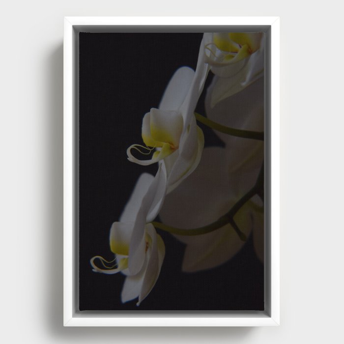 Bloom in the Dark Framed Canvas