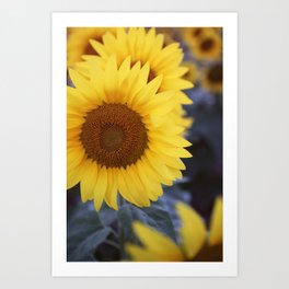 Sunflower #1- Modern Photograph Art Print