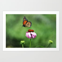 Monarch Butterfly & Echinacea  Art Print