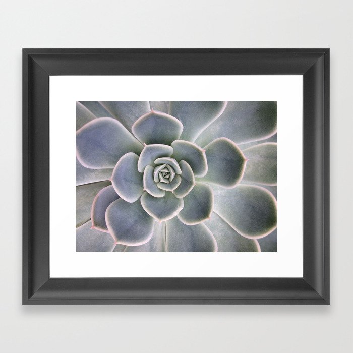 Succulent Leaf Close Up Photography Plant Cactus Botanical