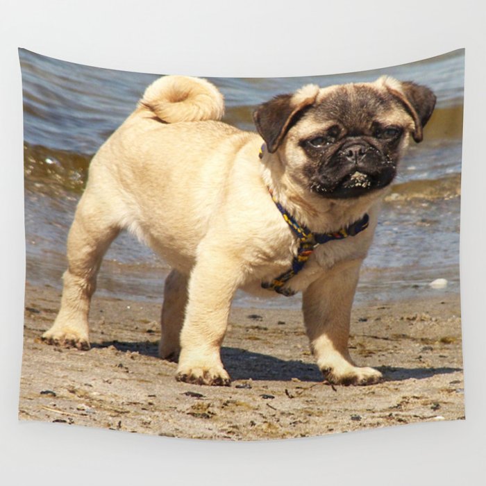 small dog pug baby on water and beach Wall Tapestry by Marina
