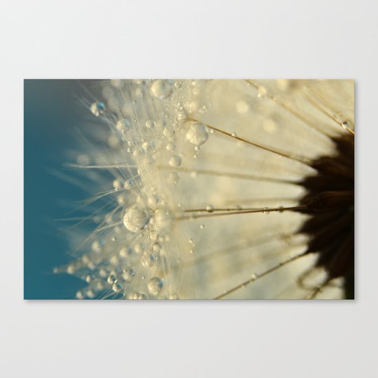 Dandelion with Blue Canvas Print