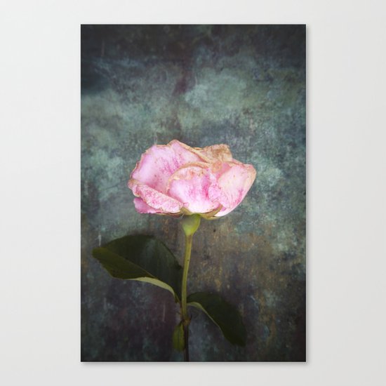 Wilted Rose III Canvas Print