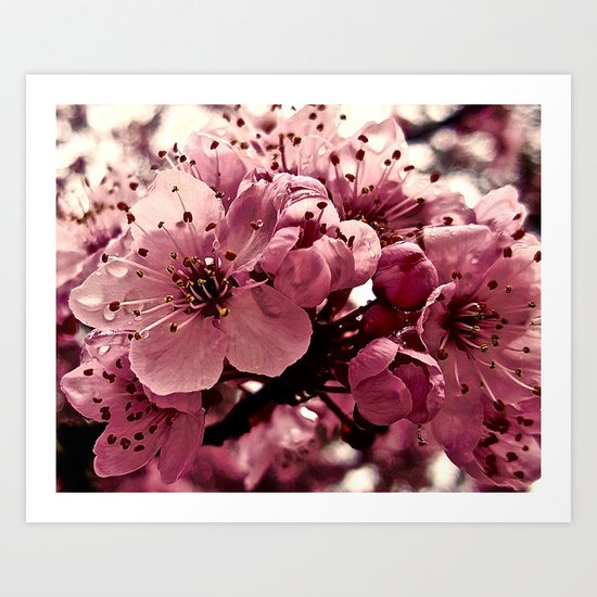 Spring Pink Plum Blossoms Art Print