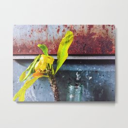 yellow euphorbia milii plant with old lusty metal background Metal Print | Lust, Botanical, Leaf, Yelloweuphorbia, Decor, Contemporary, Euphorbiamilii, Texture, Yellowflower, Flower 