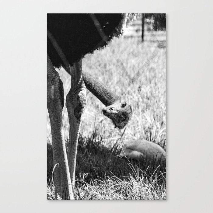 Ostrich - Black and White Photo Canvas Print