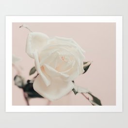 White Rose on Baby Pink - Nature Flower photography by Ingrid-Beddoes  Art Print