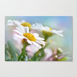 Daisy Flowers 0177 Canvas Print