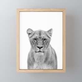 Lioness Framed Mini Art Print