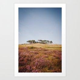 Photo of the purple flowering heather and the dunes and the forest of Schoorl, near the beach in Holland/The Netherlands | Fine Art Colorful Travel Photography Art Print