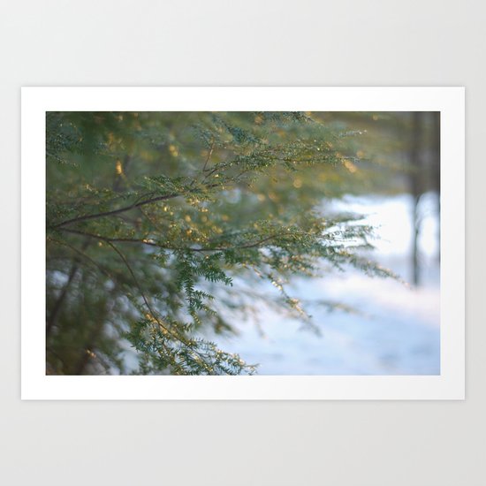 hemlock in a golden winter Art Print