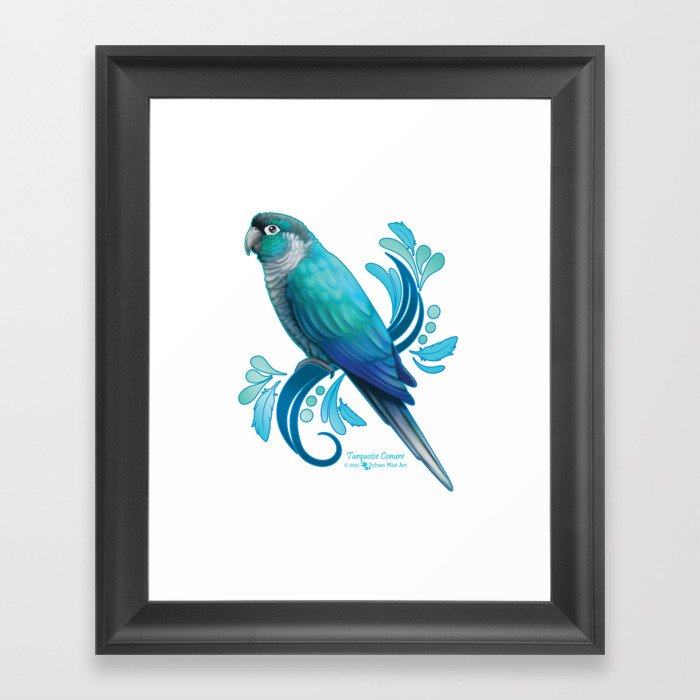 Turquoise Conure Framed Art Print