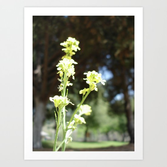 Mustards Art Print