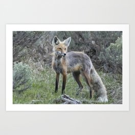 Early Morning Encounter with a Fox, No. 1. Art Print