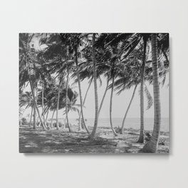 Miami Florida Palm Trees Black and White Vintage Photograph, 1915 Metal Print | 1915, Blackandwhite, Palmtrees, Miami, Photo, Landscape, Florida, Tropical, Fl, Beach 