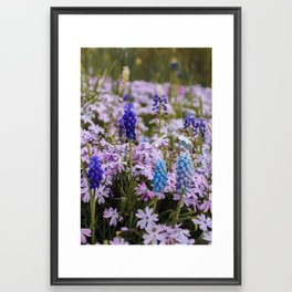 Grape hyacinths among phlox Framed Art Print
