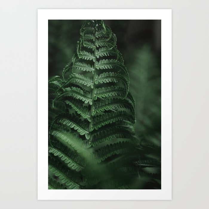 Forest Fern - Nature Photography, Green Plant Leaf Botanical Art Print