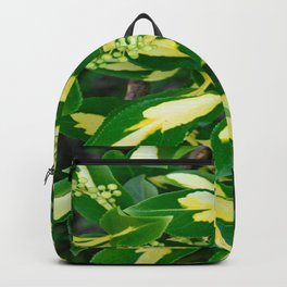 Euonymus Blondy Shrub-2 Backpack | Color, Branch, Yellow, Beauty, Cream, Green, Beautiful, Shrub, Photo, Digital 