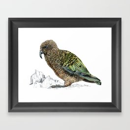 Mr Kea, New Zealand parrot Framed Art Print