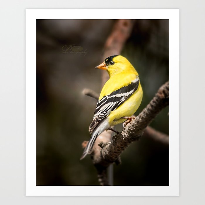 Art Print
