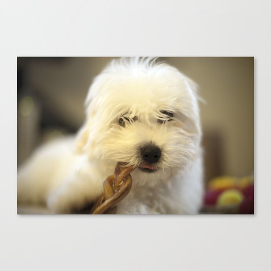 Moriarty & The Bully Stick Canvas Print