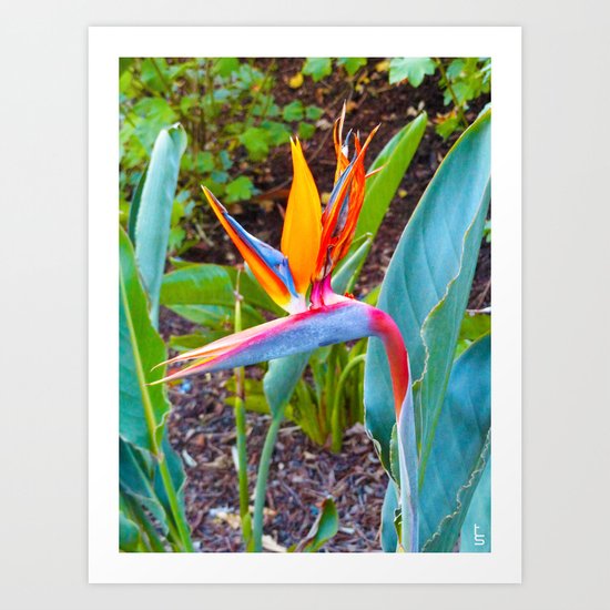 Bird of Paradise Art Print