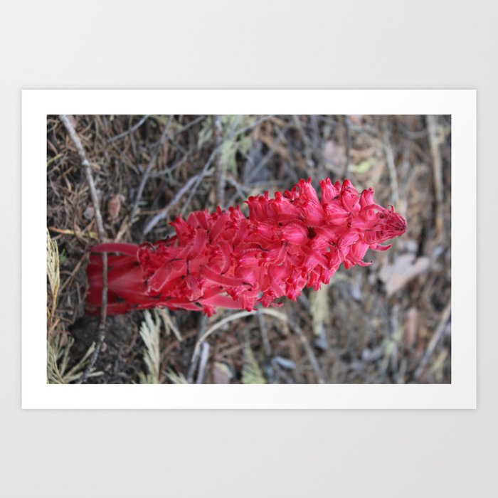 Red Snow Plant Art Print