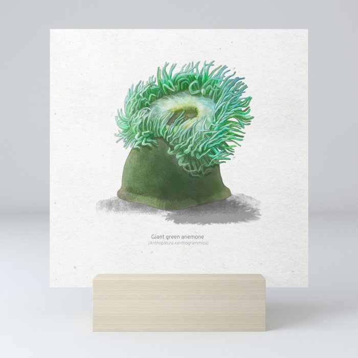 Giant green anemone art print Mini Art Print