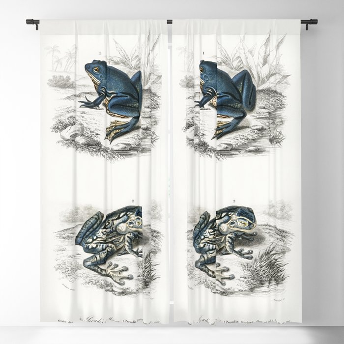 Shrinking Frog & Black-Spotted Casque-Headed Tree Frog Blackout Curtain