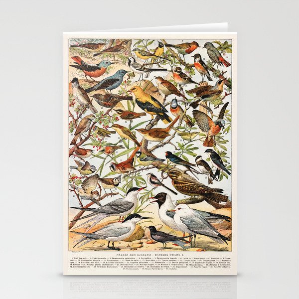 Adolphe Millot - Oiseaux espèces utiles 01 - French vintage ornithology poster Stationery Cards