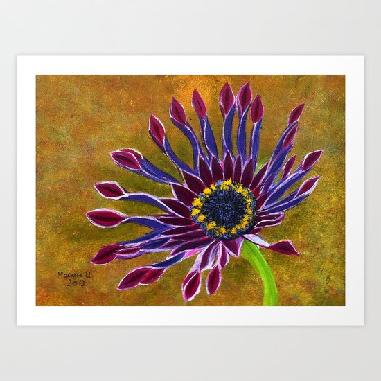 African Daisy Art Print