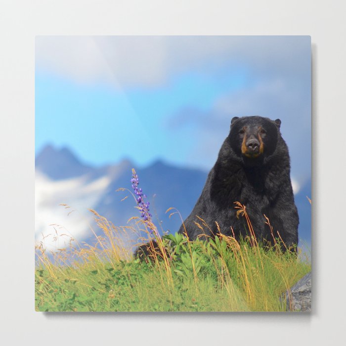 Alaskan Black Bear Metal Print