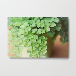 Wildwood Metal Print | Frond, Shade, Green, Foliage, Plants, Houseplant, Humidity, Humid, Closeup, Adiantumpedatum 