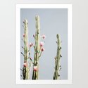 Cereus Cactus Blush - Desert Cactus - Pink Flowers - Travel Nature photography by Ingrid Beddoes Kunstdrucke