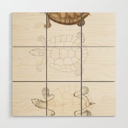 Batagur Terrapin Wood Wall Art