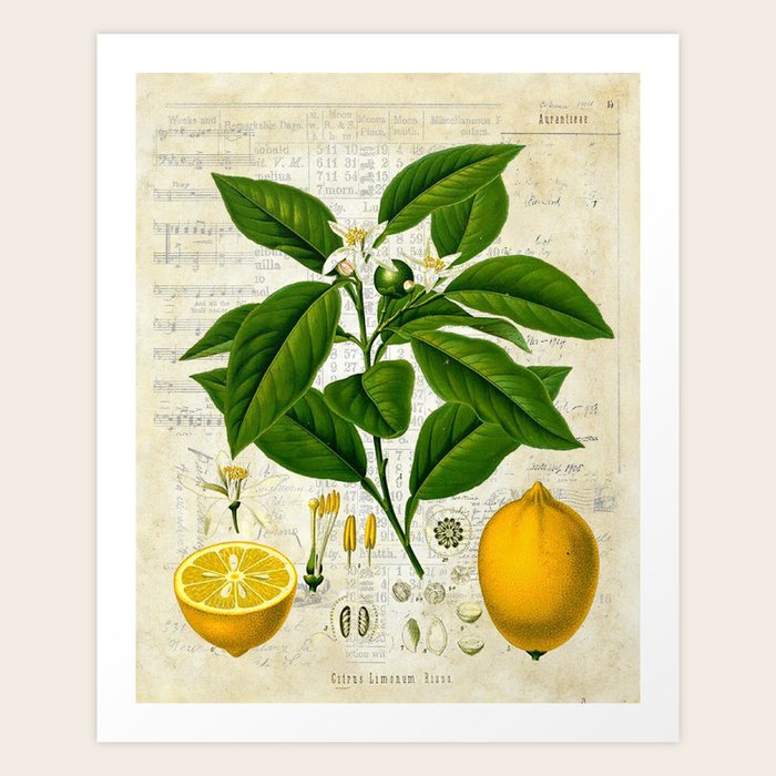 Lemon Botanical print on antique almanac collage Art Print by ...