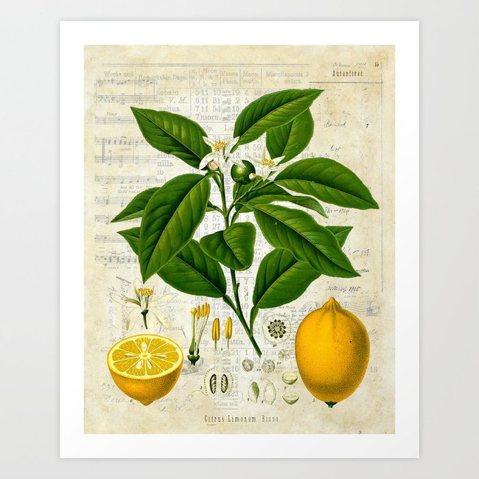Lemon Botanical print on antique almanac collage Art Print