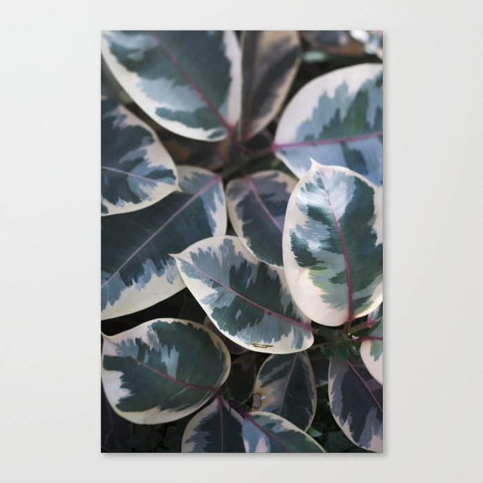 Ficus elastica 'Ruby'  //  Rubber-Plant  // The Botanical Series Canvas Print