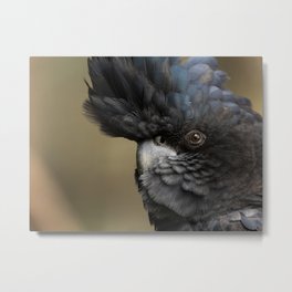Close up head of male Red-tailed Black-Cockatoo Metal Print