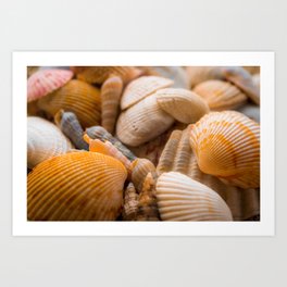 Seashells Beach Coastal Ocean Decor Art Print