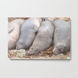 Sleeping Seals Metal Print | Wild, Photo, Peaceful, Wildanimals, Marineanimals, Animal, Natural, Northamerica, Elephantseals, Coastal 