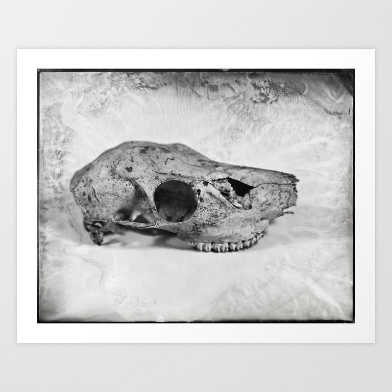 Whitetail Deer Skull Doe 8x10 Tintype Photo Art Print By Waterandtin Society6