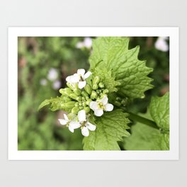 White Flowers Art Print | Pictures, Long Exposure, Digital, Color, Plant, Green, Photo, White, Flower, Hdr 
