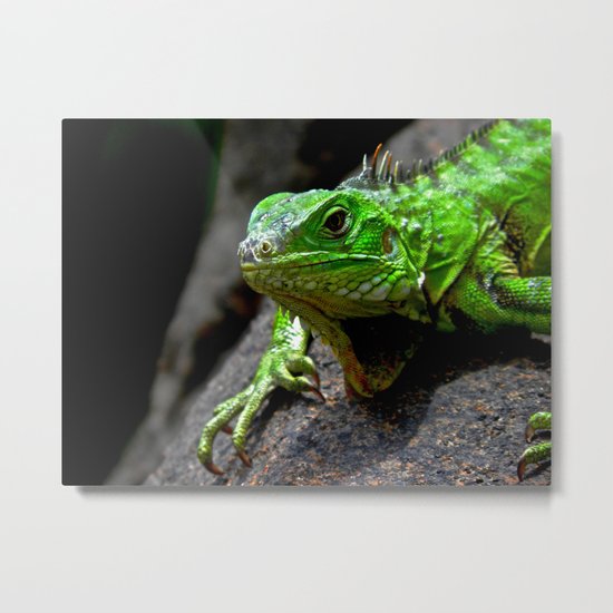 The Lizard King of Aruba Metal Print