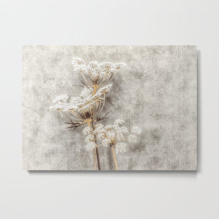 French Country Queen Anne's Lace Metal Print